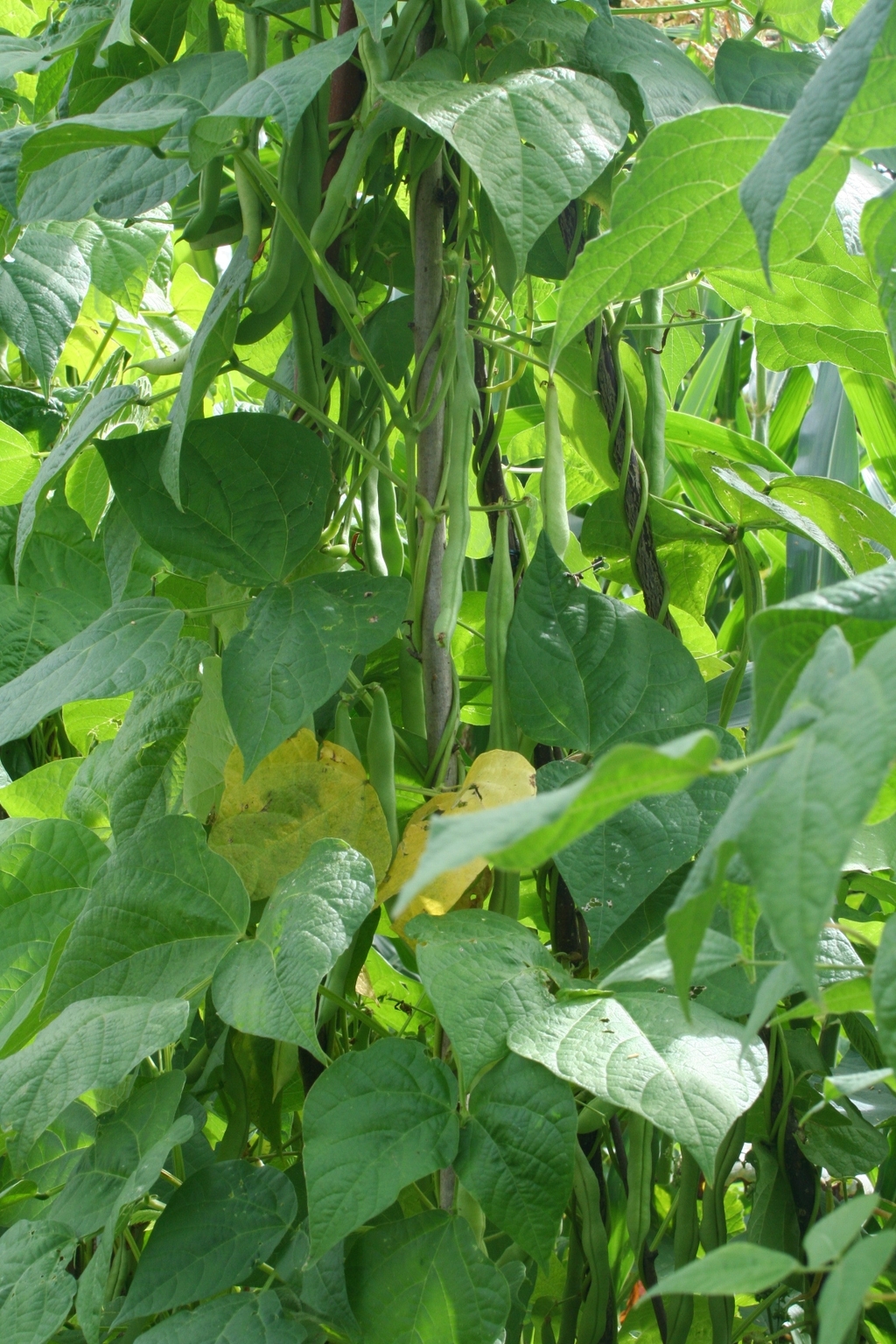 20 pcs/sac de haricots Graines bio délicieux Phaseolus vulgaris plante verte Semences-nutrition Graines de légumes non OGM 2