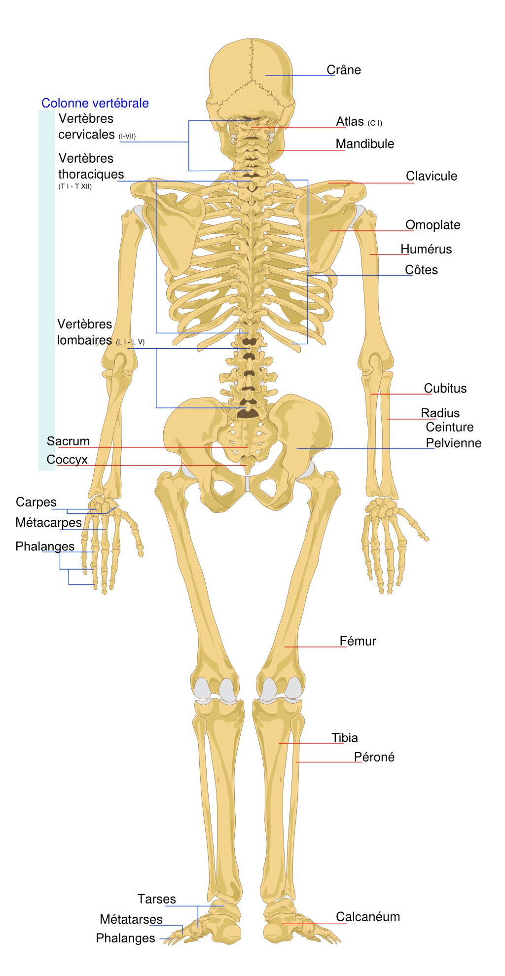Nubax  Vue détaillée du squelette 