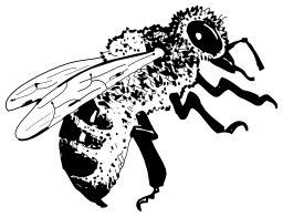 Abeille. Source : http://data.abuledu.org/URI/50205a8a-abeille