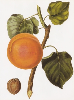 Abricot - Illustration. Source : http://data.abuledu.org/URI/501cf37f-abricot-illustration