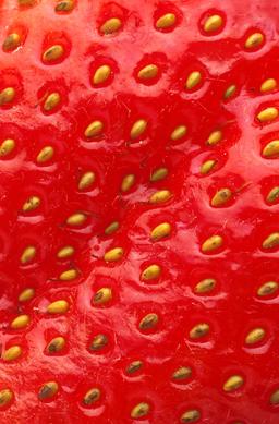 Akènes de fraise. Source : http://data.abuledu.org/URI/534ba5ac-akenes-de-fraise