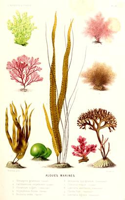 Algues marines en 1866. Source : http://data.abuledu.org/URI/59447865-algues-marines-en-1866