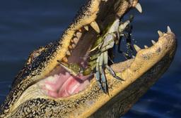 Alligator américain mangeant un crabe. Source : http://data.abuledu.org/URI/5335f3a1-alligator-americain-mangeant-un-crabe