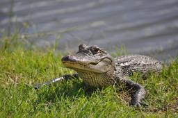 Alligator en Louisiane. Source : http://data.abuledu.org/URI/5335f2e5-alligator-en-louisiane