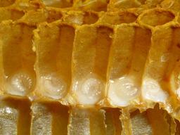 Alvéoles d'abeille. Source : http://data.abuledu.org/URI/51e03fd1-alveoles-d-abeille