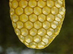 Alvéoles d'abeilles. Source : http://data.abuledu.org/URI/51e042ef-alveoles-d-abeilles