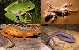Amphibiens de différents ordres. Source : http://data.abuledu.org/URI/56ca38c2-amphibiens-de-differents-ordres