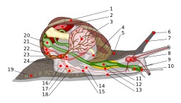 Anatomie d'un escargot. Source : http://data.abuledu.org/URI/51afa570-anatomie-d-un-escargot