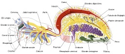 Anatomie d'une araignée femelle. Source : http://data.abuledu.org/URI/519dcfd5-anatomie-d-une-araignee-femelle