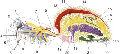 Anatomie d'une araignée femelle. Source : http://data.abuledu.org/URI/519dd48a-anatomie-d-une-araignee-femelle