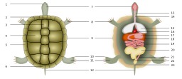 Anatomie d'une tortue. Source : http://data.abuledu.org/URI/518451df-anatomie-d-une-tortue