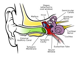 Anatomie de l'oreille humaine. Source : http://data.abuledu.org/URI/47f50bbb-anatomie-de-l-oreille-humaine
