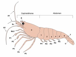 Anatomie de la crevette. Source : http://data.abuledu.org/URI/47f55b36-anatomy-of-a-shrimp-3-jpg