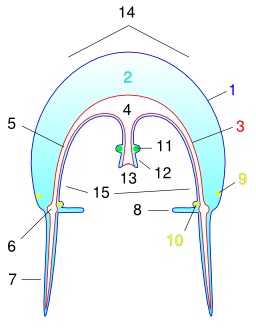 Anatomie de méduse. Source : http://data.abuledu.org/URI/5648c98b-anatomie-de-meduse