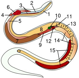 Anatomie de serpent. Source : http://data.abuledu.org/URI/5555e86c-anatomie-de-serpent