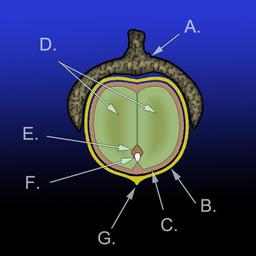 Anatomie du gland de chêne. Source : http://data.abuledu.org/URI/505ba1aa-anatomie-du-gland-de-chene
