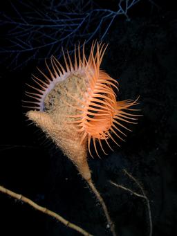 Anémone de mer du golfe du Mexique. Source : http://data.abuledu.org/URI/52b0b8b6-anemone-de-mer-du-golfe-du-mexique