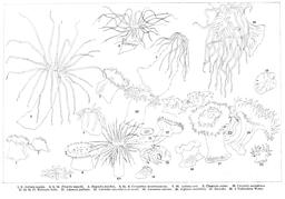 Anémones de mer. Source : http://data.abuledu.org/URI/52b0b6e1-anemones-de-mer