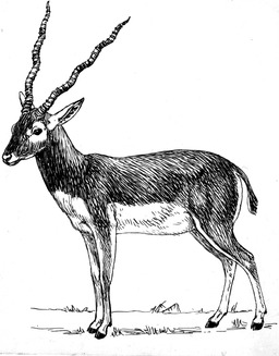Antilope. Source : http://data.abuledu.org/URI/53eb9d0b-antilope