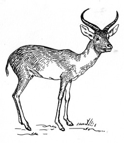 Antilope. Source : http://data.abuledu.org/URI/53eb9d62-antilope