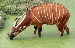 Antilope Bongo. Source : http://data.abuledu.org/URI/516d44ff-antilope-bongo-