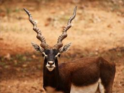 Antilope cervicapre. Source : http://data.abuledu.org/URI/516d6243-antilope-cervicapre