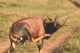 Antilope Topi. Source : http://data.abuledu.org/URI/52d199c4-antilope-topi
