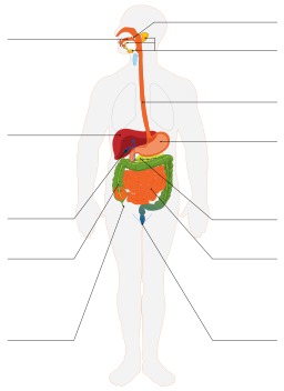 Appareil digestif de l'homme. Source : http://data.abuledu.org/URI/50df4bf0-appareil-digestif-de-l-homme
