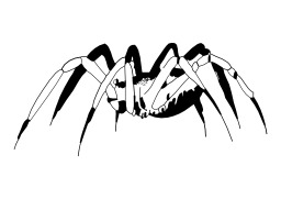 Araignée. Source : http://data.abuledu.org/URI/5024f56e-araignee
