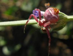 Araignée rose. Source : http://data.abuledu.org/URI/546d026c-araignee-rose