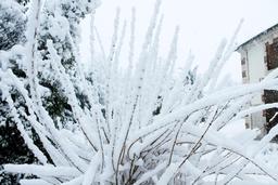 Arbuste sous la neige. Source : http://data.abuledu.org/URI/54d10071-arbuste-sous-la-neige