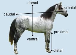 Axes d'orientation d'un cheval. Source : http://data.abuledu.org/URI/531af853-axes-d-orientation-d-un-cheval