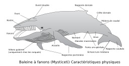 Baleine à fanons. Source : http://data.abuledu.org/URI/50c49e70-baleine-a-fanons
