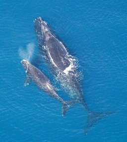 Baleine et son petit. Source : http://data.abuledu.org/URI/47f50bfe-baleine-et-son-petit