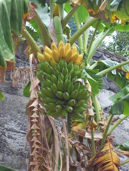Bananes. Source : http://data.abuledu.org/URI/5089433d-bananes