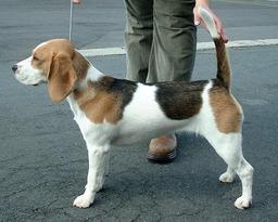 Beagle. Source : http://data.abuledu.org/URI/5160c036-beagle