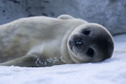 Bébé Phoque de Weddell. Source : http://data.abuledu.org/URI/47f38692-b-b-phoque-de-weddell