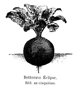 Betterave Eclipse. Source : http://data.abuledu.org/URI/544f22f1-betterave-eclipse