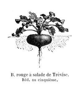 Betterave rouge à salade de Trévise. Source : http://data.abuledu.org/URI/544f31be-betterave-rouge-a-salade-de-trevise