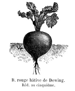 Betterave rouge hâtive de Dewing. Source : http://data.abuledu.org/URI/544f304b-betterave-rouge-hative-de-dewing