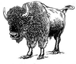Bison. Source : http://data.abuledu.org/URI/53b9a44b-bison