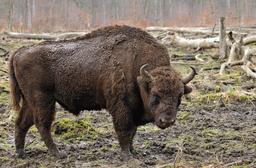 Bison. Source : http://data.abuledu.org/URI/564cd69e-bison