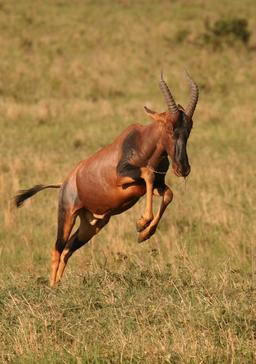 Bond d'une antilope Topi. Source : http://data.abuledu.org/URI/52d198e3-bond-d-une-antilope-topi