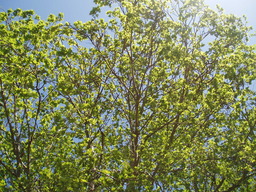 Branches au printemps. Source : http://data.abuledu.org/URI/501ec848-branches-au-printemps