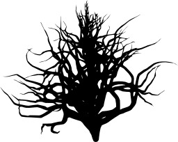 Branches d'arbre. Source : http://data.abuledu.org/URI/50499a82-branches-d-arbre