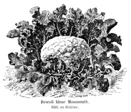 Brocoli blanc Mammouth. Source : http://data.abuledu.org/URI/544f36f0-brocoli-blanc-mammouth