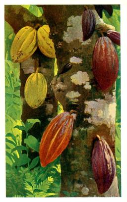 Cabosses de cacaoyer. Source : http://data.abuledu.org/URI/51980711-cabosses-de-cacaoyer