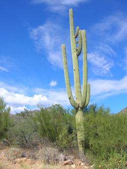 Cactus. Source : http://data.abuledu.org/URI/47f505ba-cactus