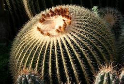 Cactus coussin de belle-mère. Source : http://data.abuledu.org/URI/54fe8e19-cactus-coussin-de-belle-mere