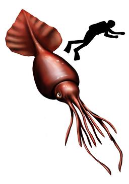 Calamar colossal à échelle humaine. Source : http://data.abuledu.org/URI/52d49592-calamar-colossal-a-echelle-humaine